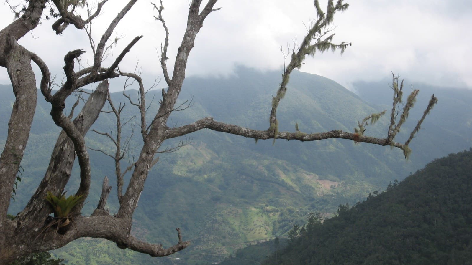 Hollywell ridges in Jamaica’s Blue Mountains above Kingston