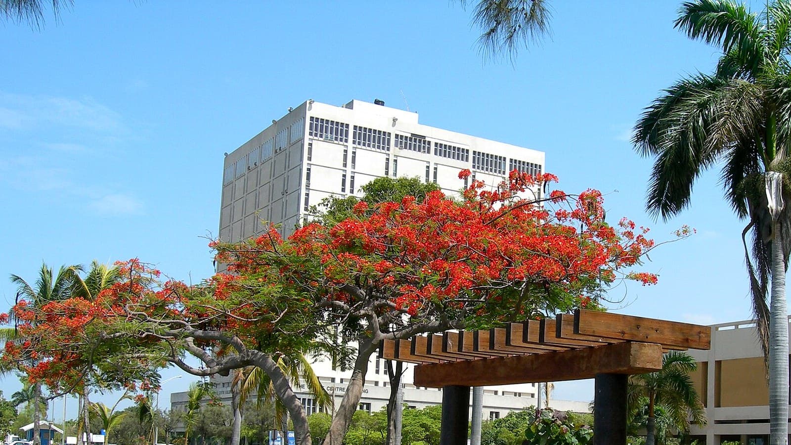 Kingston waterfront with a flamboyant tree